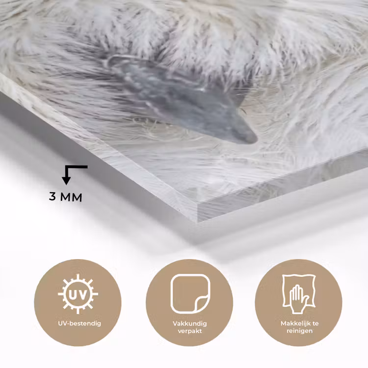 Sneeuwuil - Oog - Wildlife - Wit plexiglas 5mm klein -sfeer2