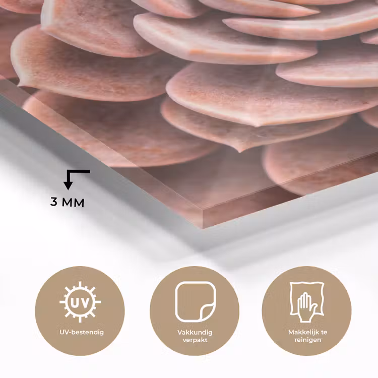 Vetplant - Organisch - Roze plexiglas 5mm klein -sfeer2