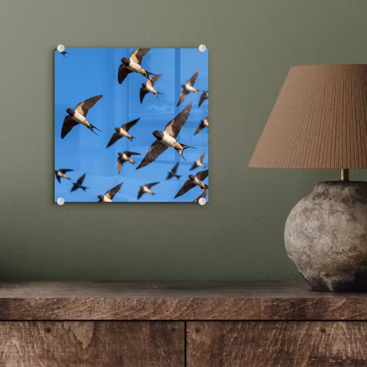 Zwaluwen - Vliegen - Blauw plexiglas 5mm klein -sfeer3
