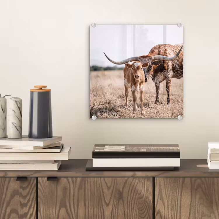 Texas Longhorn - Kalf - Weide - Dieren plexiglas 5mm klein -sfeer1