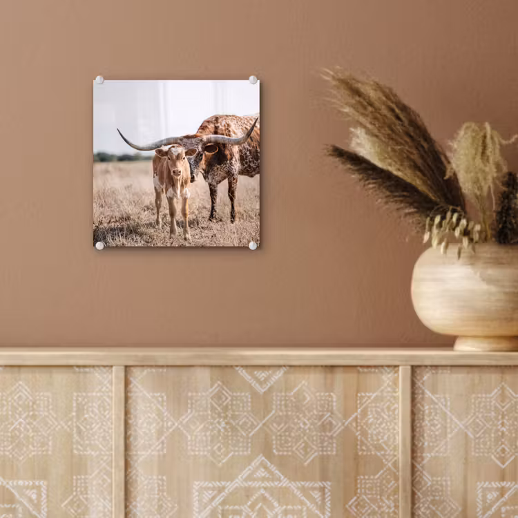 Texas Longhorn - Kalf - Weide - Dieren plexiglas 5mm klein -sfeer5