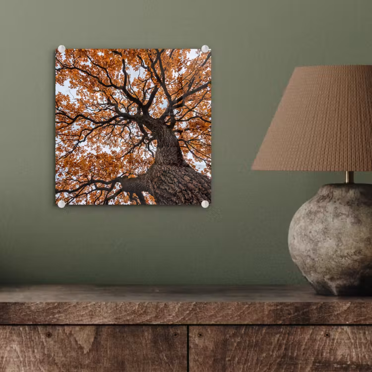 Boom - Bladerdak - Herfst - Oranje - Sfeervol plexiglas 5mm klein -sfeer3