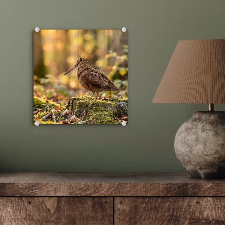 Houtsnip - Bos - Bladeren - Herfst - Gecamoufleerd plexiglas 5mm klein -sfeer3
