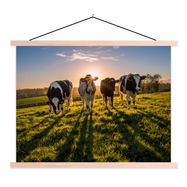 Koeien - Zon - Gras - Dieren - Boerderij textielposter latten blank klein -3d