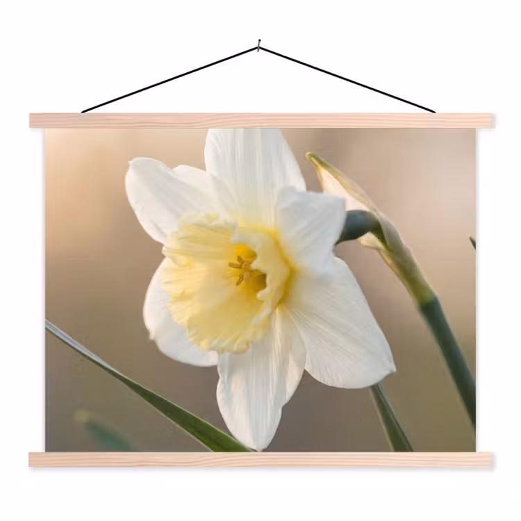 Narcis - Bloem - Minimalistisch textielposter latten blank klein -3d