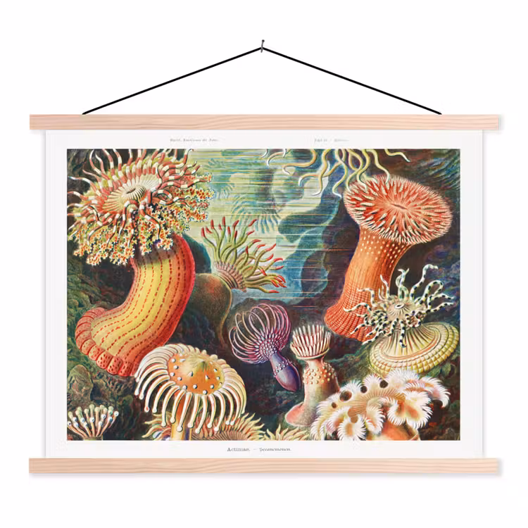 Ernst Haeckel - Anemoon - Retro - Tuinposter - Tuinhuis textielposter latten blank klein -3d