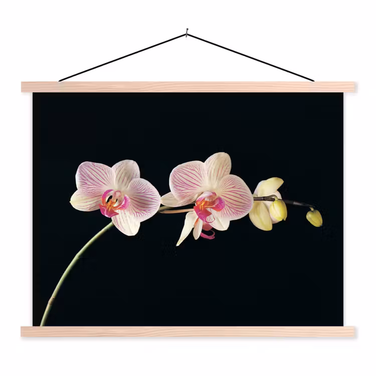Orchidee - Bloemen - Zwart - Roze - Knoppen textielposter latten blank klein -3d