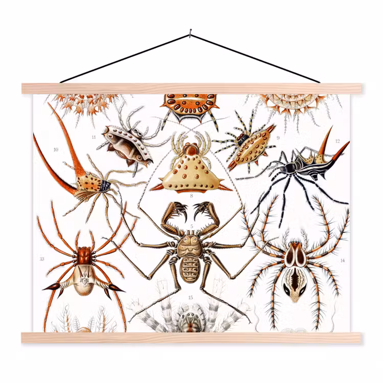 Retro - Ernst Haeckel - Insecten - Tuinposter - Tuin textielposter latten blank klein -3d