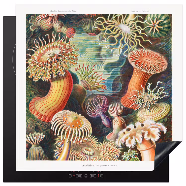 Ernst Haeckel - Anemoon - Retro - Natuur - Planten - Zee Inductie beschermer vinyl 3mm middel -3d