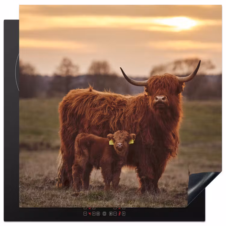 Schotse hooglander - Dieren - Landschap - Zonsondergang - Koe Inductie beschermer vinyl 3mm middel -3d