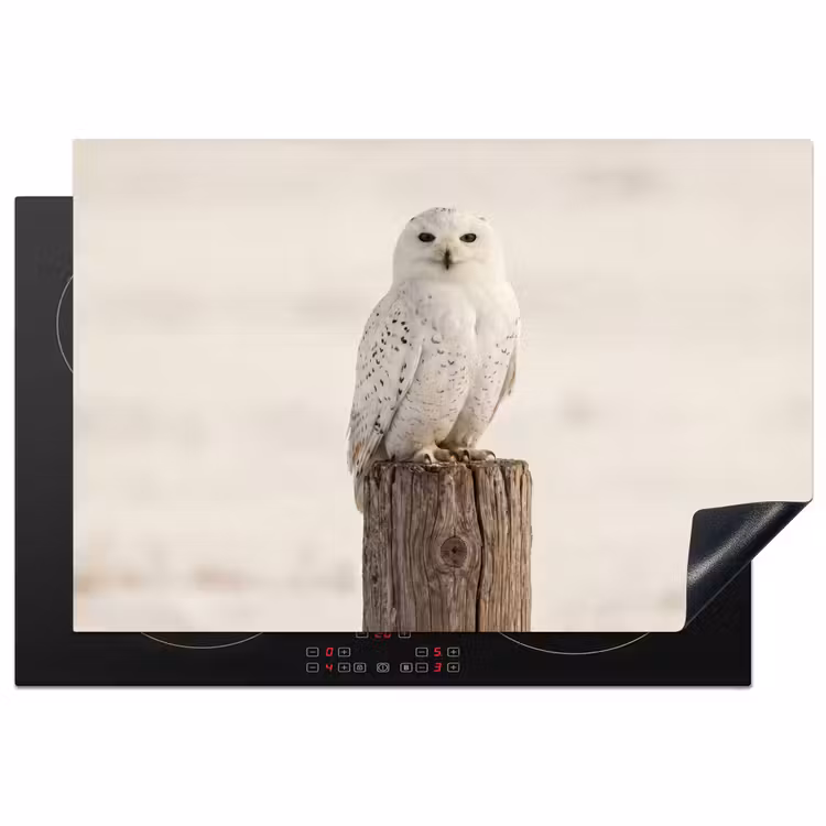 Sneeuwuil - Paal - Winter - Portret - Majestueus Inductie beschermer vinyl 3mm klein -3d