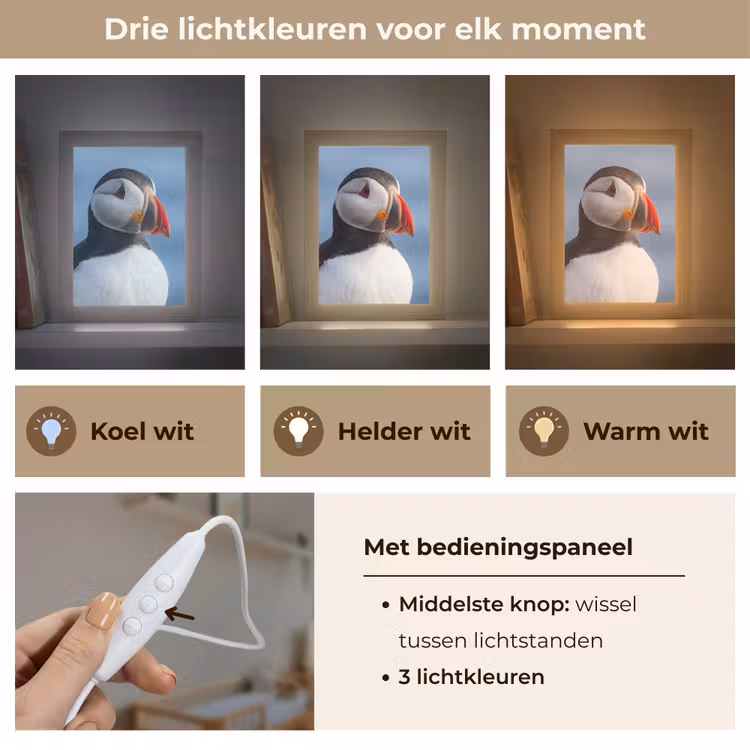 Papegaaiduiker - Portret - Natuur Light Box met kabel (Kinderlampje) klein -USP_lichtkleurNL
