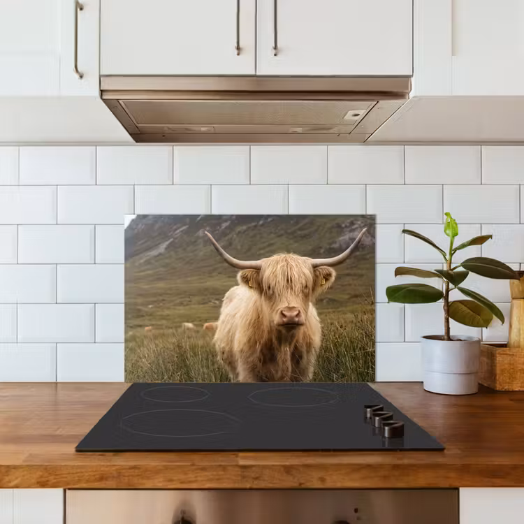 Schotse hooglander - Bergen - Grasveld keuken achterwand spatscherm klein -sfeer2