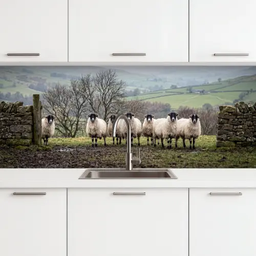Schapen - Rij - Weide - Dieren - Platteland keuken achterwand 2 middel -3d