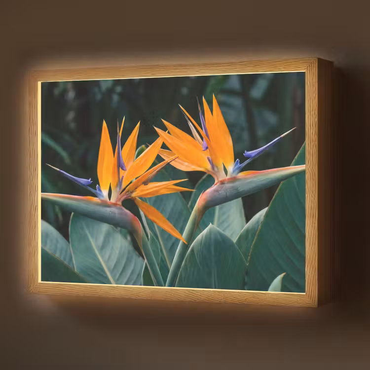 Paradijsvogel - Bloem - Exotisch Light Box met batterij (Wandlamp) middel -z3d_website