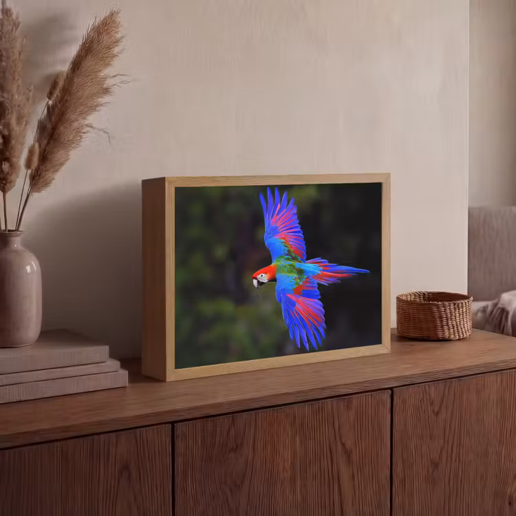Felgekleurd - Papegaai - Bos - Vleugels Light Box met batterij (Wandlamp) middel -sfeer2