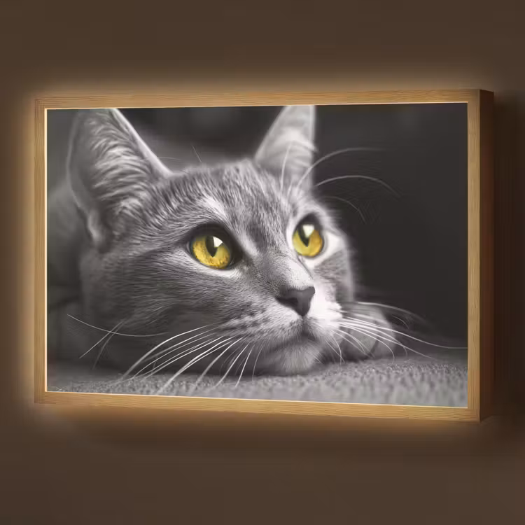 Kat - Zwart - Wit - Dieren - Natuur Light Box met batterij (Wandlamp) middel -z3d_website