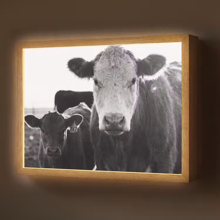 Koeien - Zwart - Wit Light Box met batterij (Wandlamp) middel -z3d_website