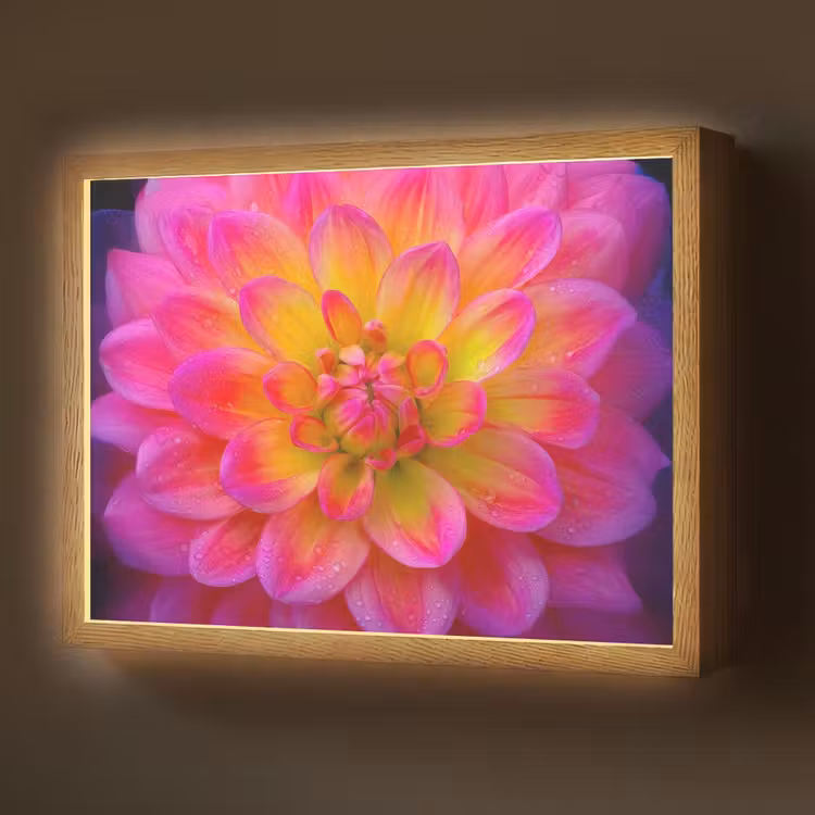 Roze - Dahlia - Kleurrijk Light Box met batterij (Wandlamp) middel -z3d_website