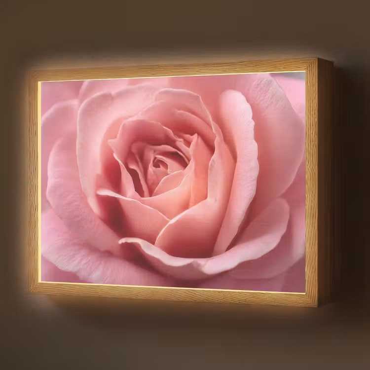 Roze - Roos - Romantisch Light Box met batterij (Wandlamp) middel -z3d_website