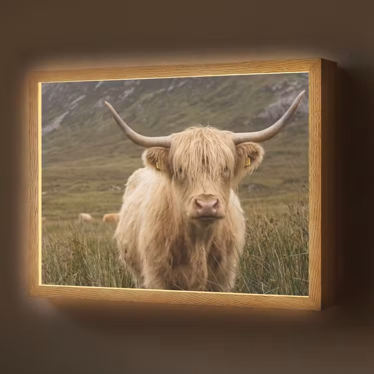 Schotse hooglander - Bergen - Grasveld Light Box met batterij (Wandlamp) middel -z3d_website