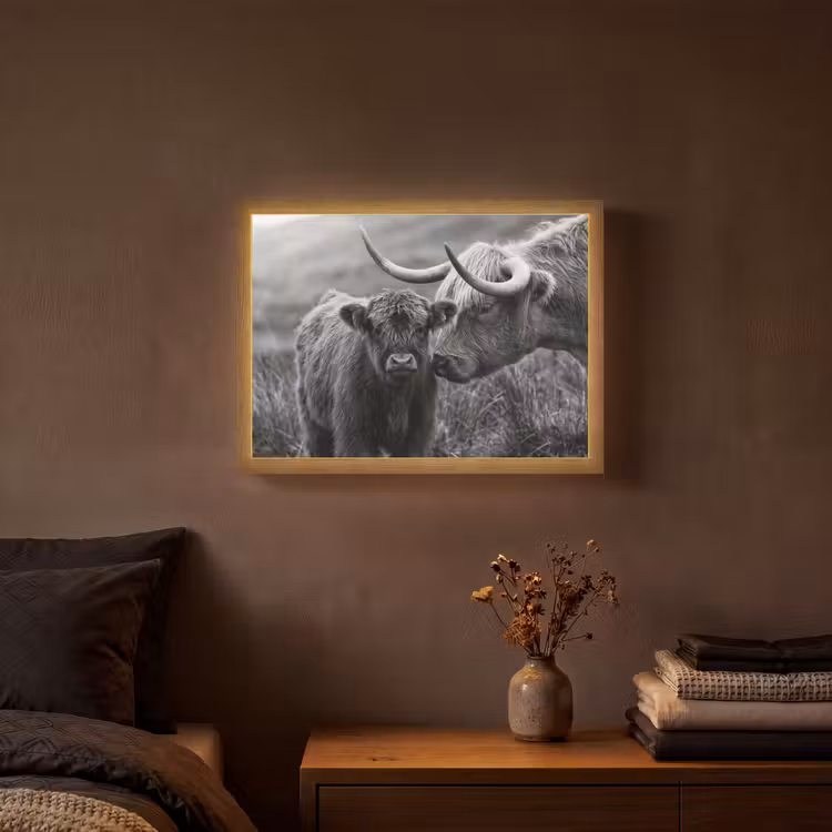Schotse hooglander - Kalf - Zwart - Wit Light Box met batterij (Wandlamp) middel -sfeer4