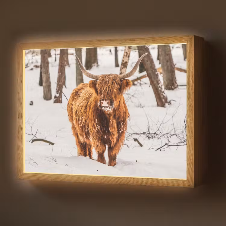 Schotse Hooglander - Sneeuw - Winter - Natuur - Dieren Light Box met batterij (Wandlamp) middel -z3d_website