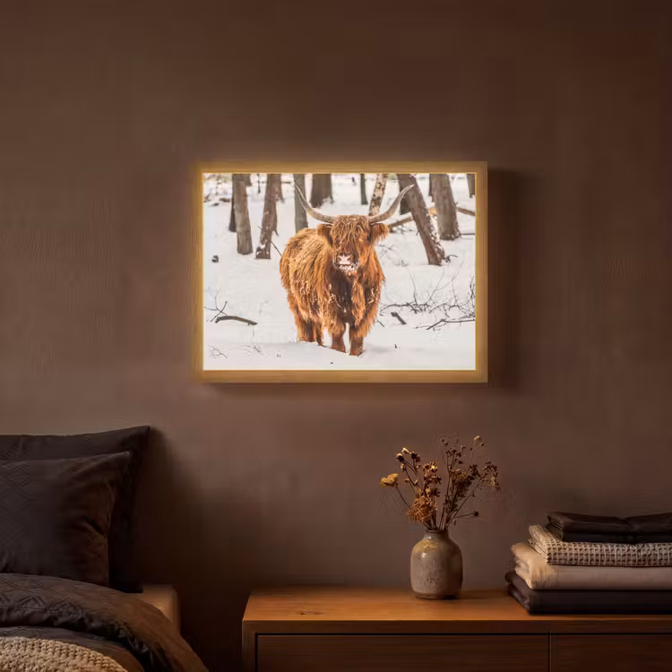 Schotse Hooglander - Sneeuw - Winter - Natuur - Dieren Light Box met batterij (Wandlamp) middel -sfeer4