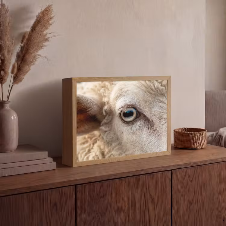 Schaap - Oog - Wit Light Box met batterij (Wandlamp) middel -sfeer2