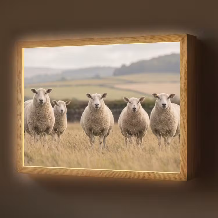 Schapen - Weidenlandschap - Heuvels Light Box met batterij (Wandlamp) middel -z3d_website