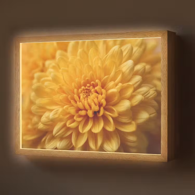 Geel - Chrysant - Zachtheid Light Box met batterij (Wandlamp) middel -z3d_website