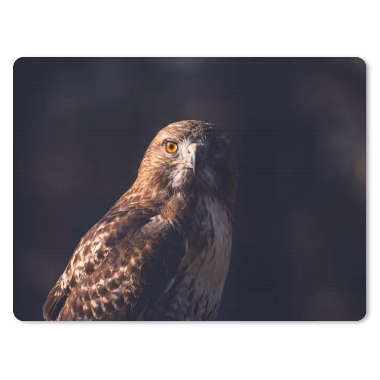 Roofvogel - Buizerd - Bruin muismat rubber klein -3d