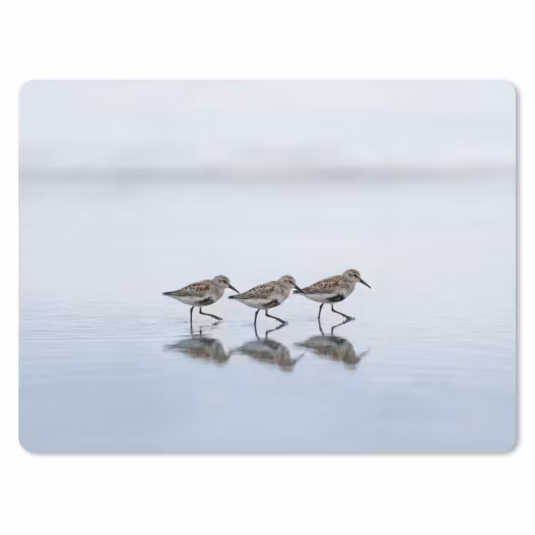 Vogels - Water - Grijs muismat rubber klein -3d