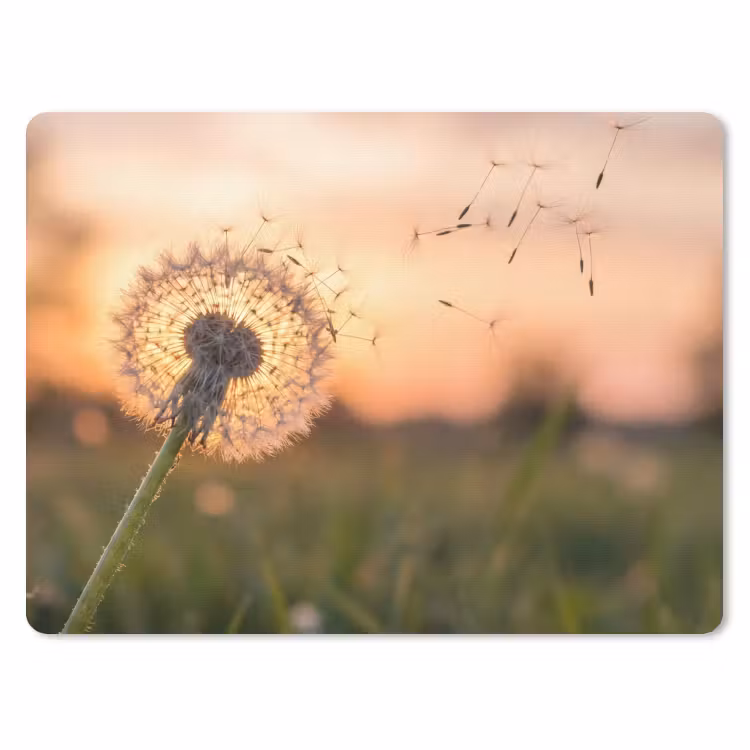 Paardenbloem - Zonsondergang - Veld muismat rubber klein -3d