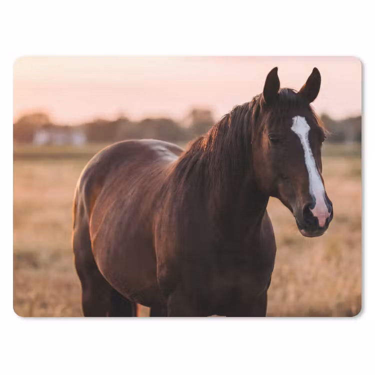 Paard - Zonsondergang - Bruin muismat rubber klein -3d