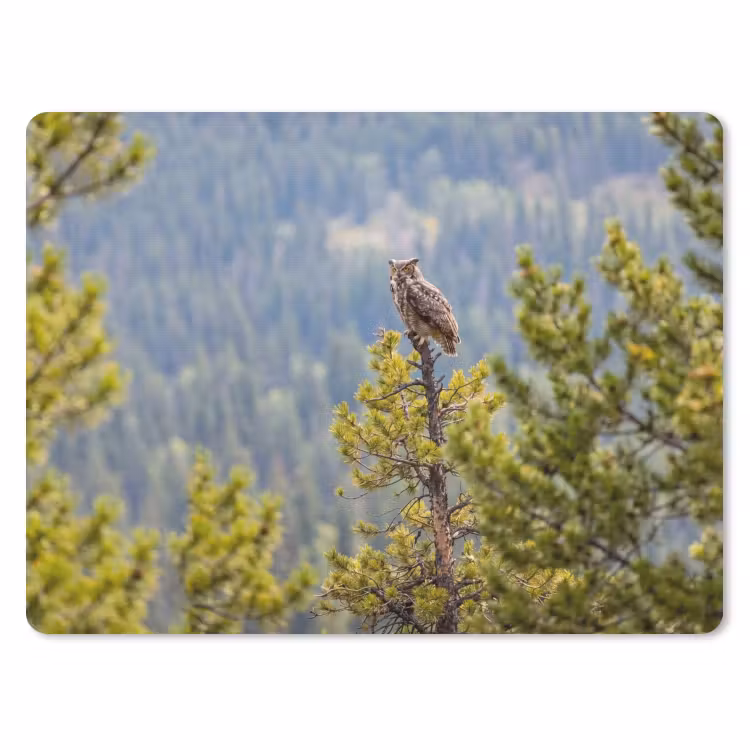 Uil - Oehoe - Bomen - Natuur muismat rubber klein -3d