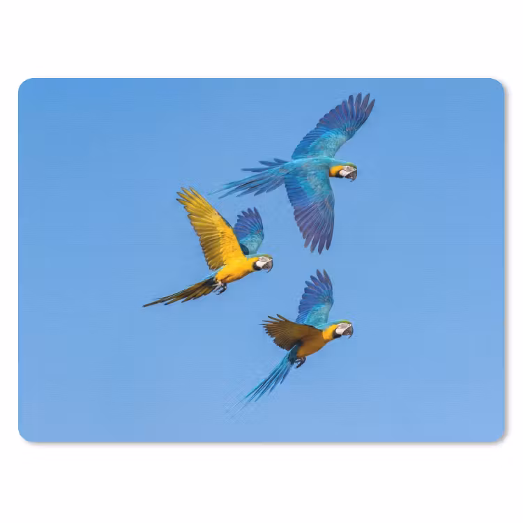 Papagaai - Vliegen - Blauw - Geel muismat rubber klein -3d