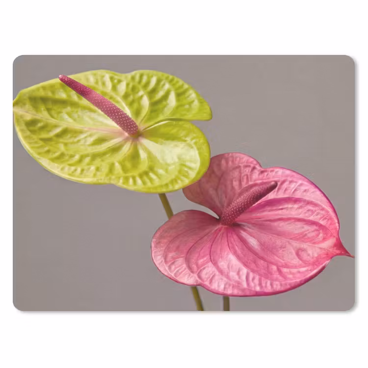 Planten - Anthurium - Groen - Roze muismat rubber klein -3d
