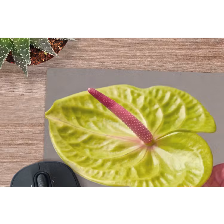 Planten - Anthurium - Groen - Roze muismat rubber klein -closeup