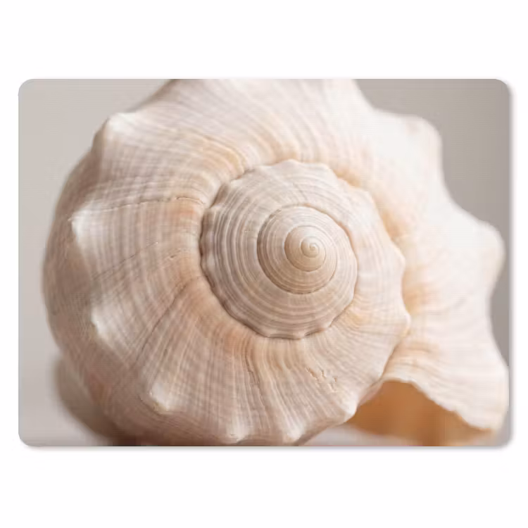 Schelp - Detail - Beige muismat rubber klein -3d