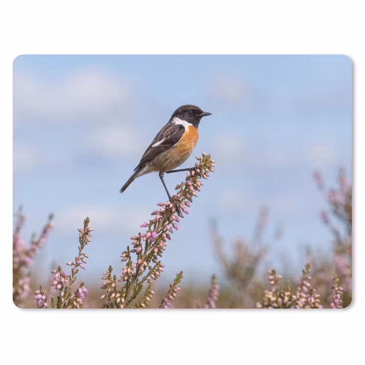 Roodborsttapuit - Heide - Paars - Natuur - Sfeervol muismat rubber klein -3d