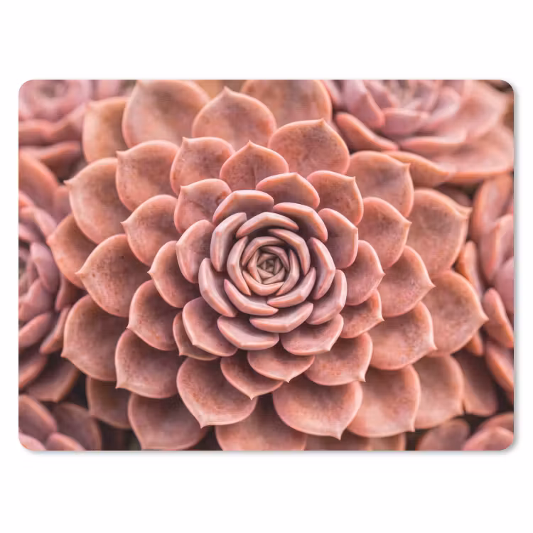 Vetplant - Organisch - Roze muismat rubber klein -3d