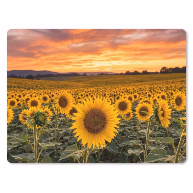 Zonnebloemen - Heuvellandschap - Geel muismat rubber klein -3d