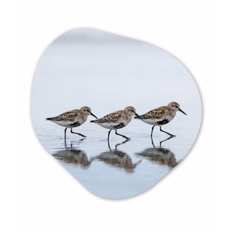 Vogels - Water - Grijs Wandcirkel Organisch Forex 3mm klein -3d