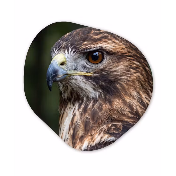 Buizerd - Roofvogel - Natuur - Bruin Wandcirkel Organisch Forex 3mm klein -3d