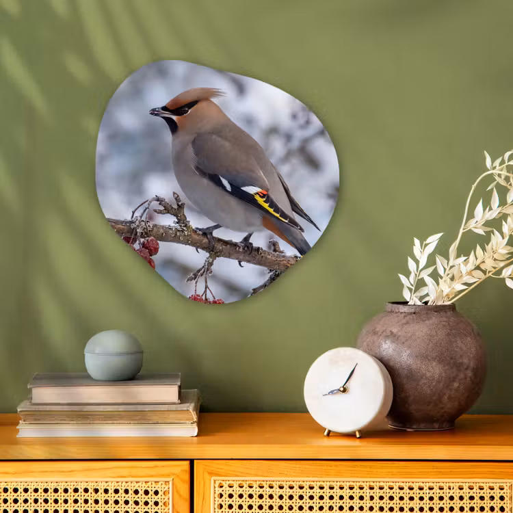 Pestvogel - Bessen - Winter - Natuur Wandcirkel Organisch Forex 3mm klein -sfeer2