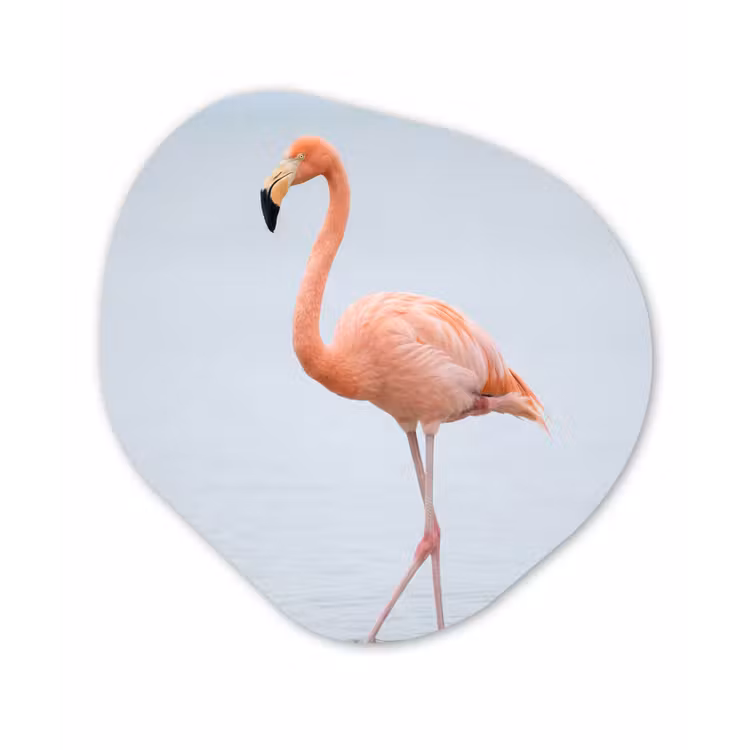 Flamingo - Zee - Roze Wandcirkel Organisch Forex 3mm klein -3d