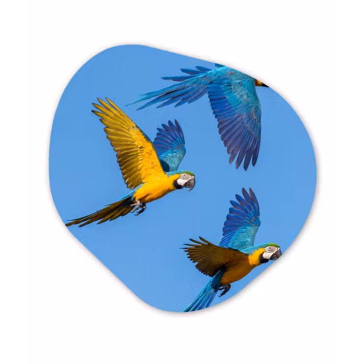Papagaai - Vliegen - Blauw - Geel Wandcirkel Organisch Forex 3mm klein -3d