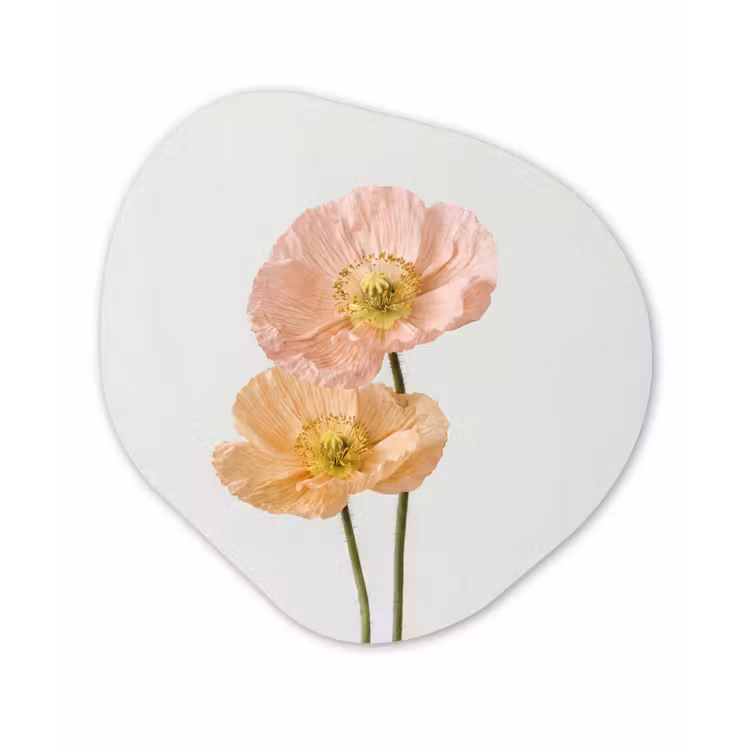 Papavers - Botanisch - Roze Wandcirkel Organisch Forex 3mm klein -3d