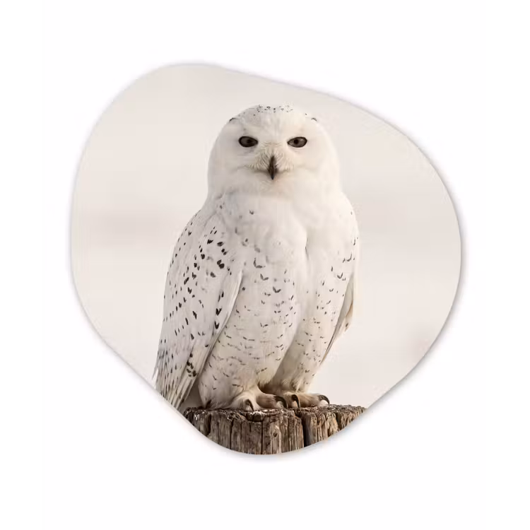Sneeuwuil - Paal - Winter - Portret - Majestueus Wandcirkel Organisch Forex 3mm klein -3d